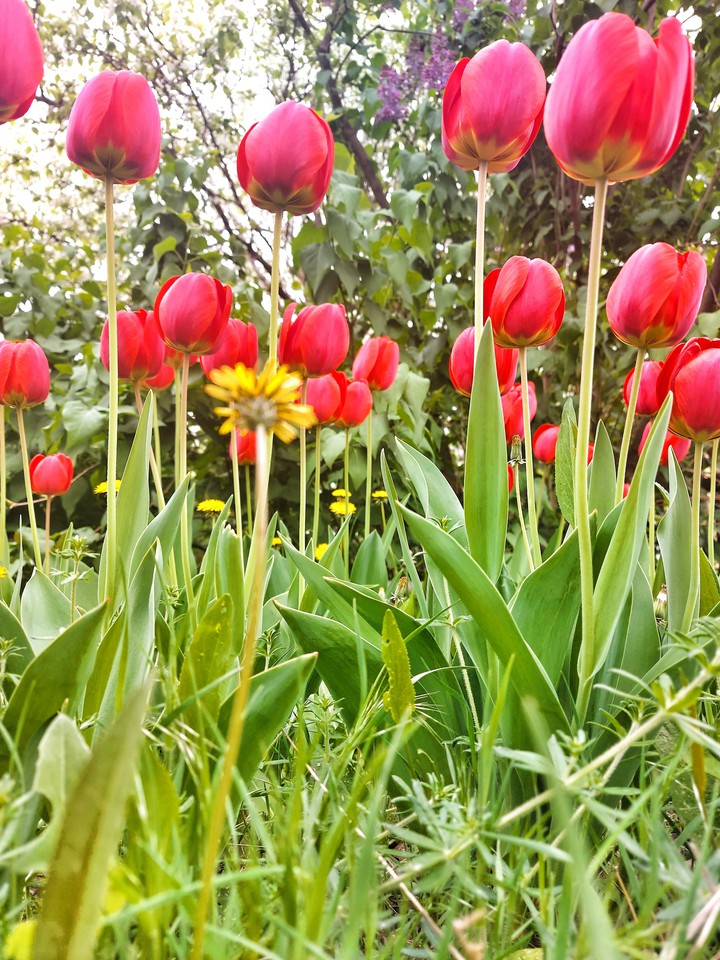 spring
