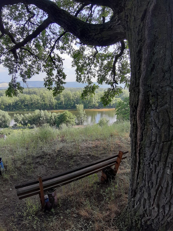 tree