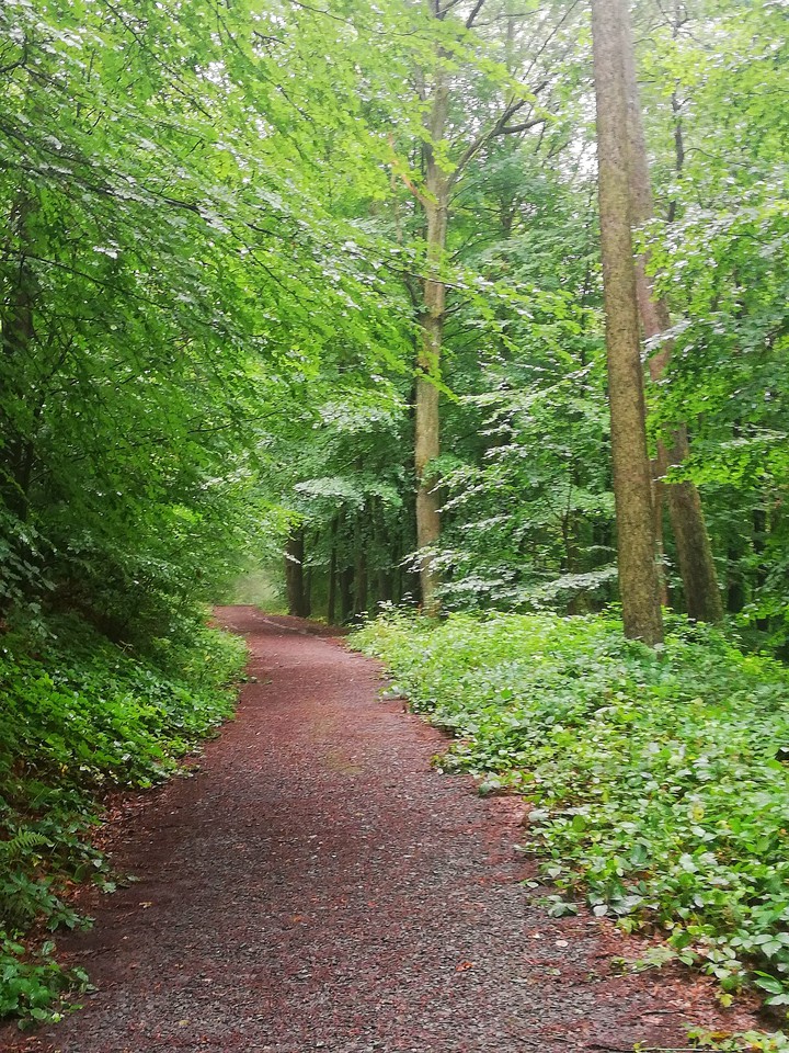 wood