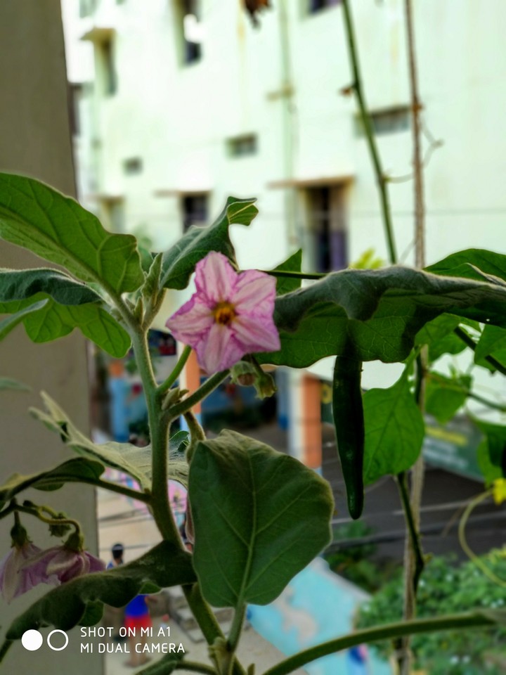 hydroponics