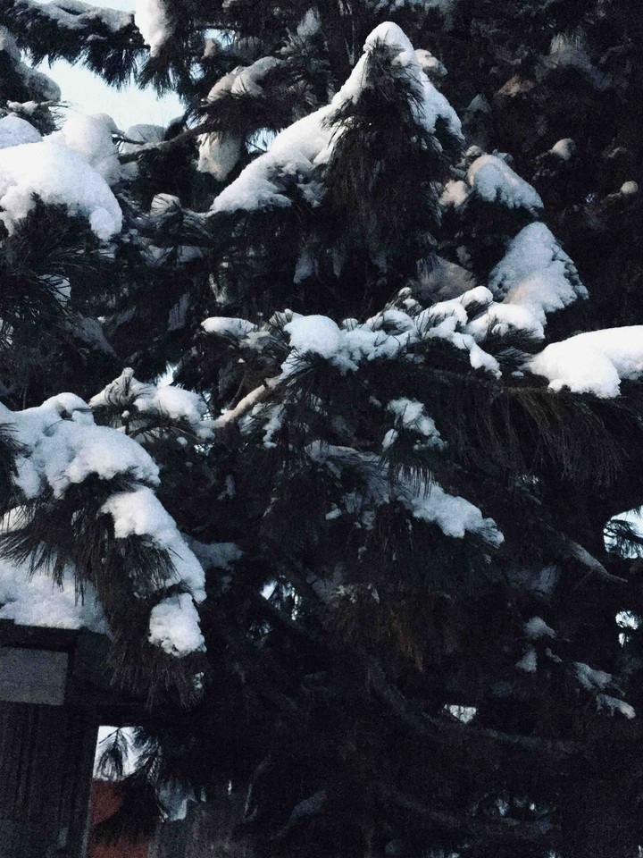 Just a little tree:))