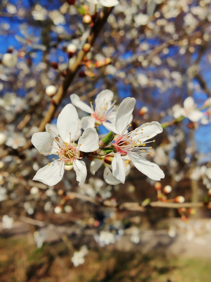 spring