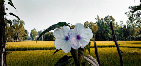 papéis de parede tree, grass