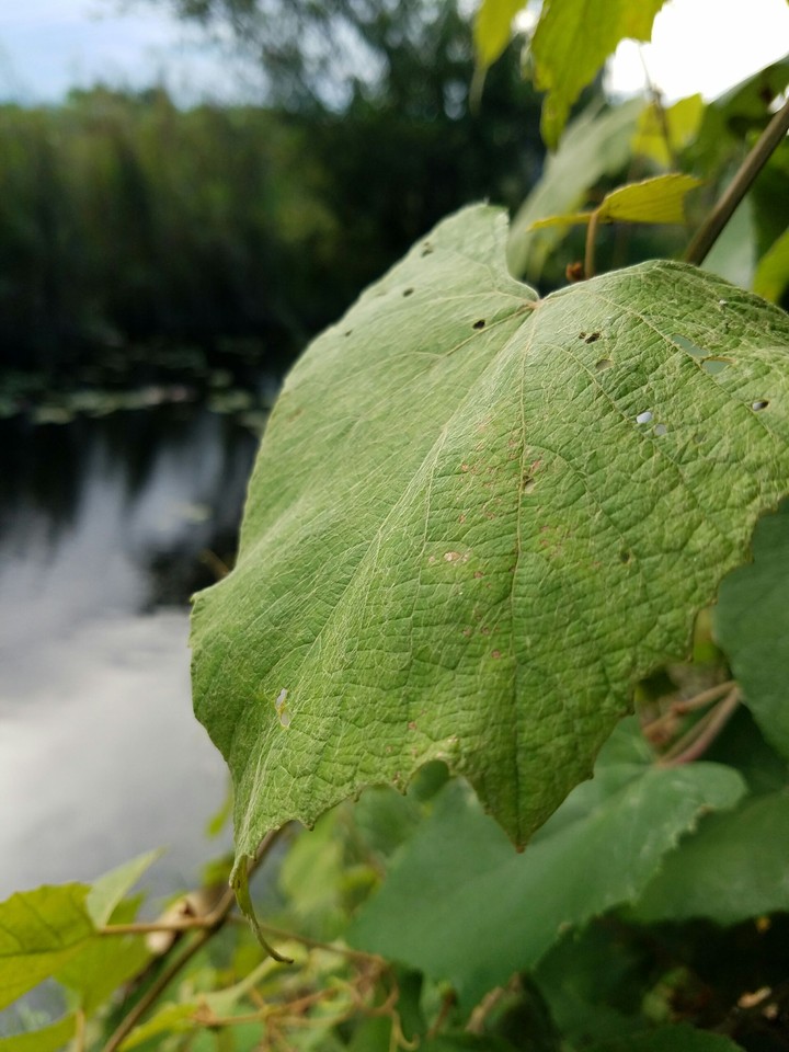 Leaf on a Lake