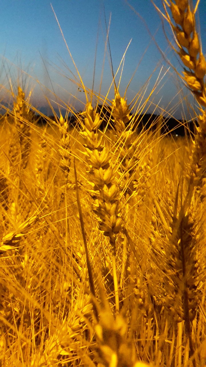 Grain