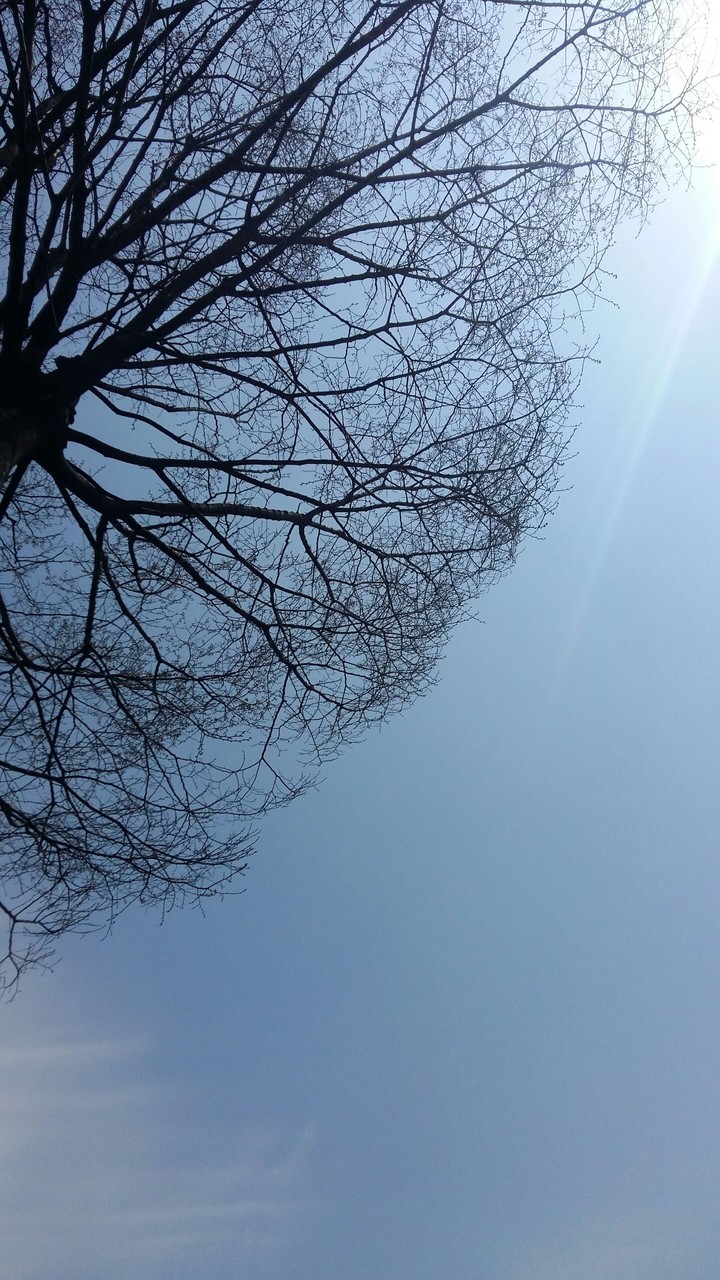 하교길의 나무