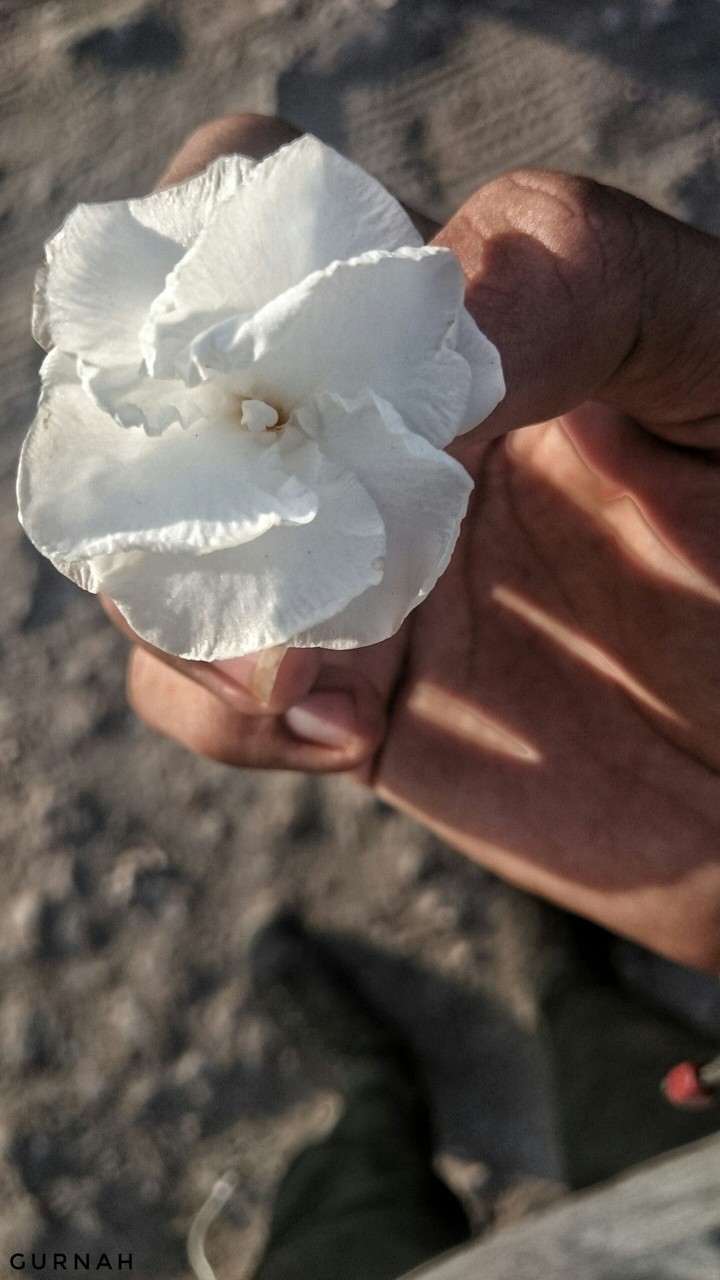 WhiteFlower