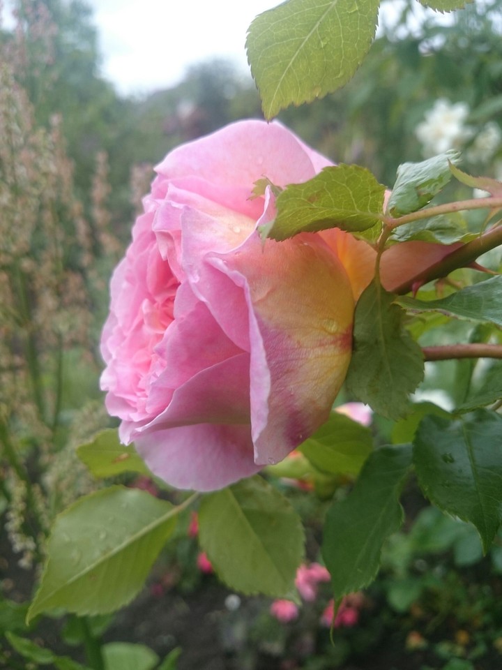 Rose