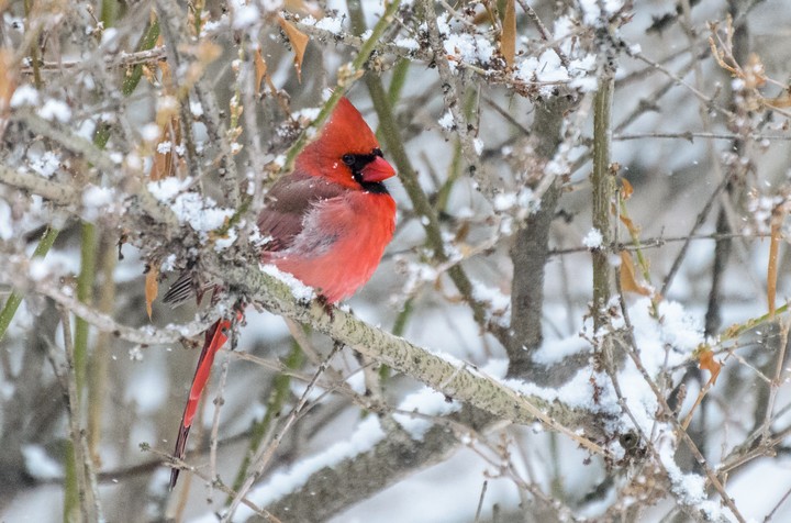 Cardinal in the snow