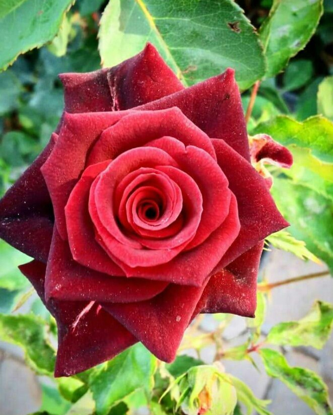 rose