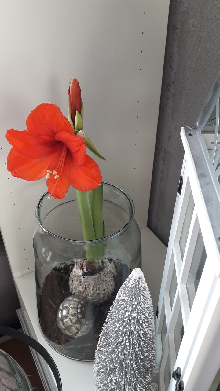 Amarylis red