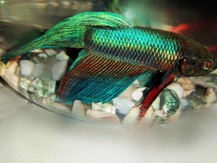 Beta fish