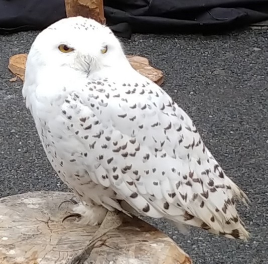 bird