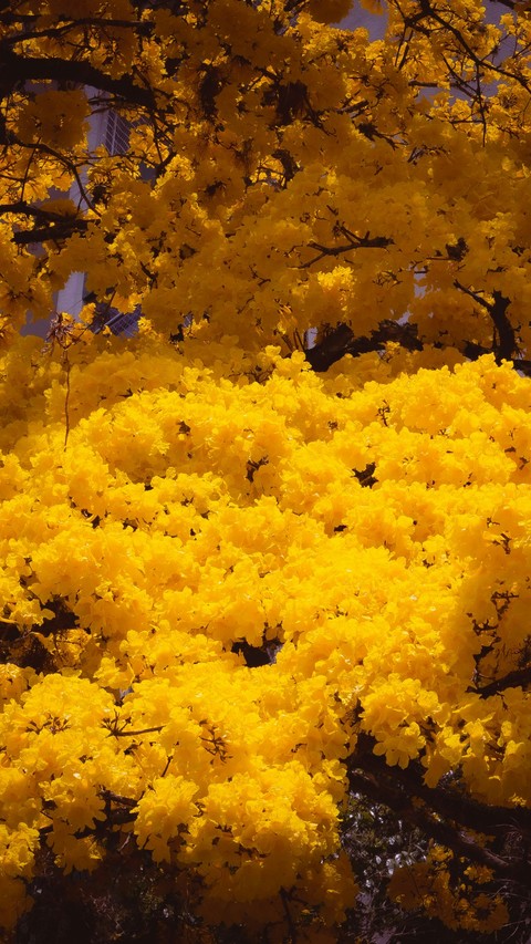 тапети Yellow, twig
