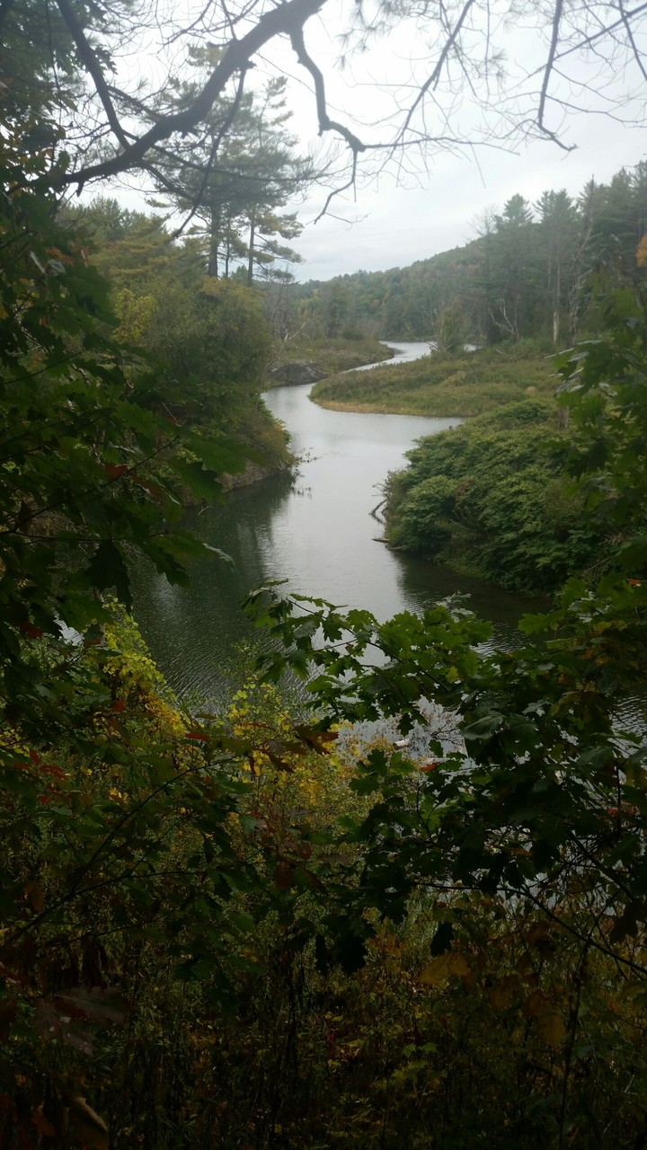 forest