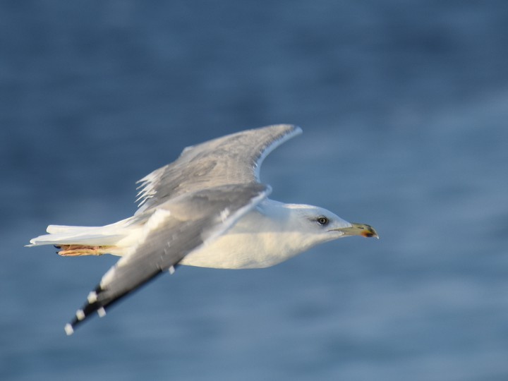 seagull