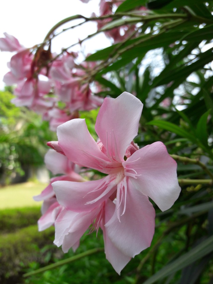 Flowers