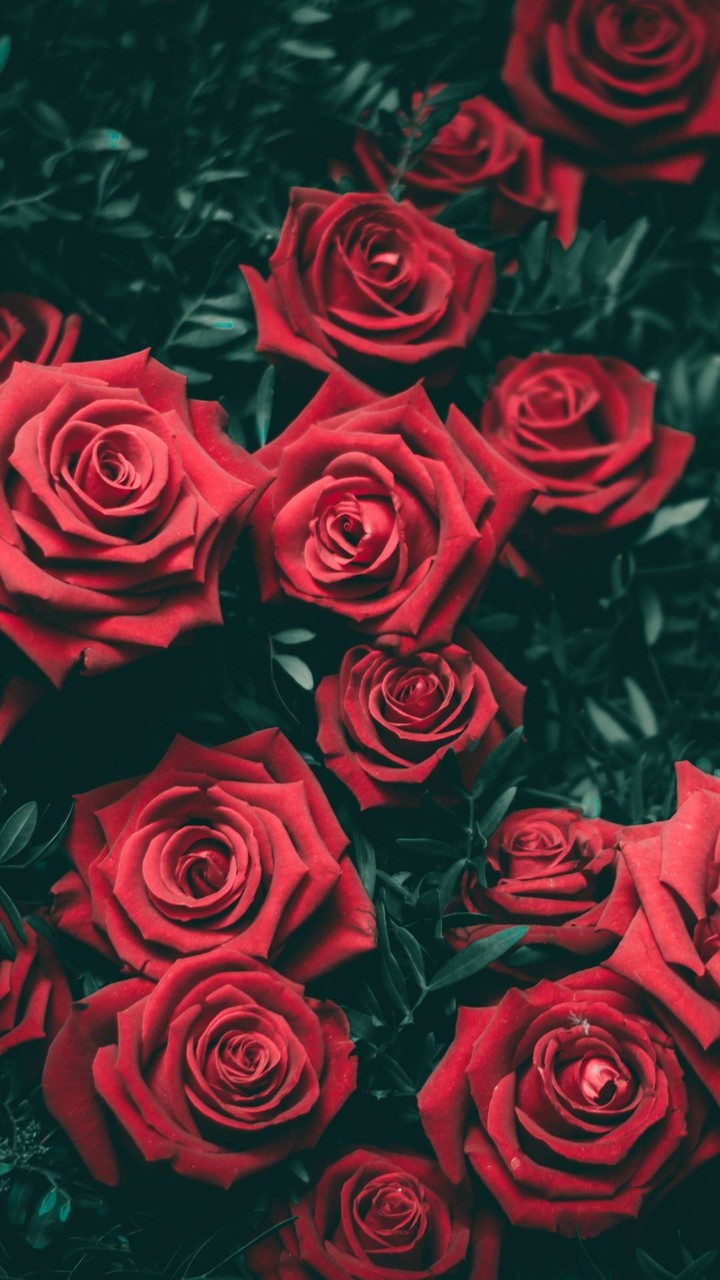 rose