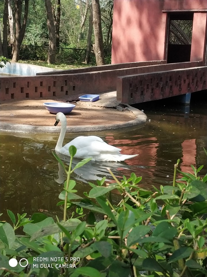 Swan..