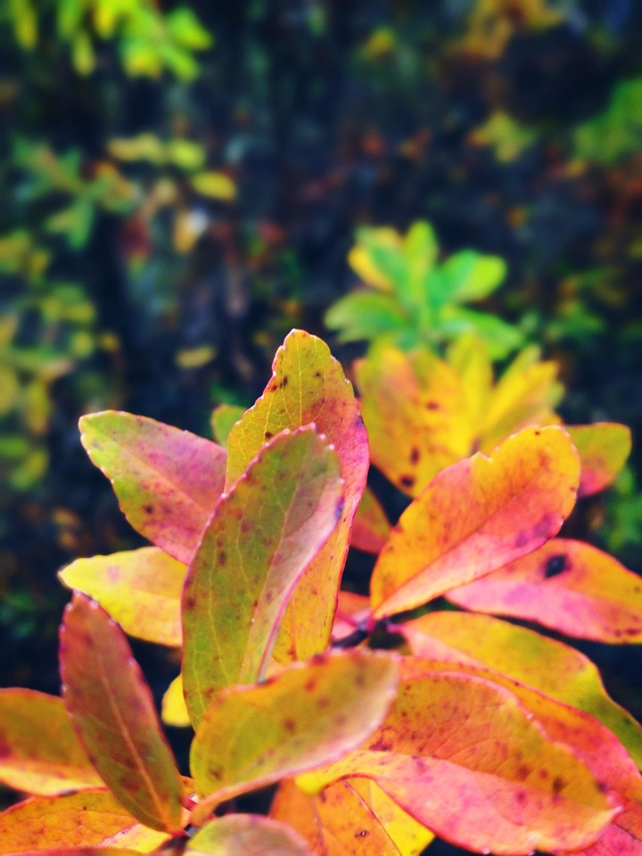 nature is s full of colors
