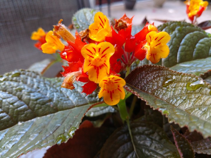 red and yellow