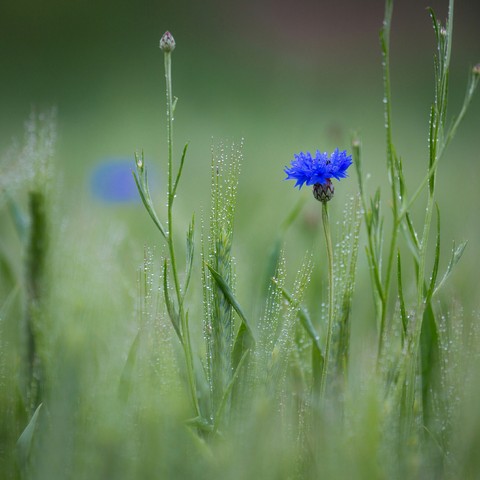 Blue cornflowers