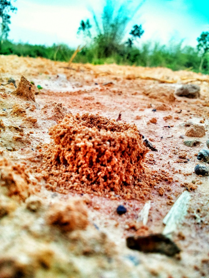 ANT HOME
