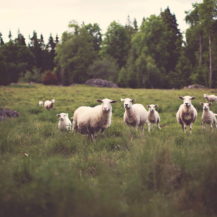 sheep
