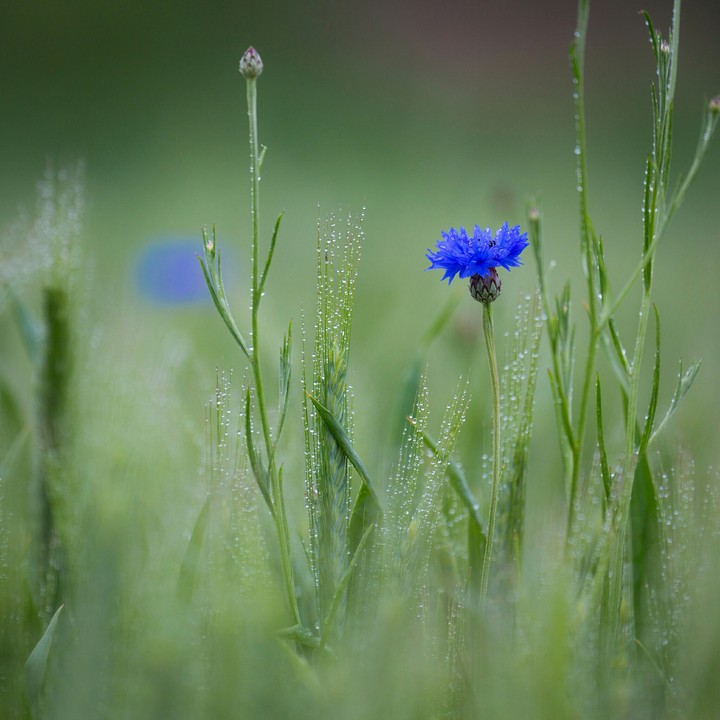 Blue cornflowers