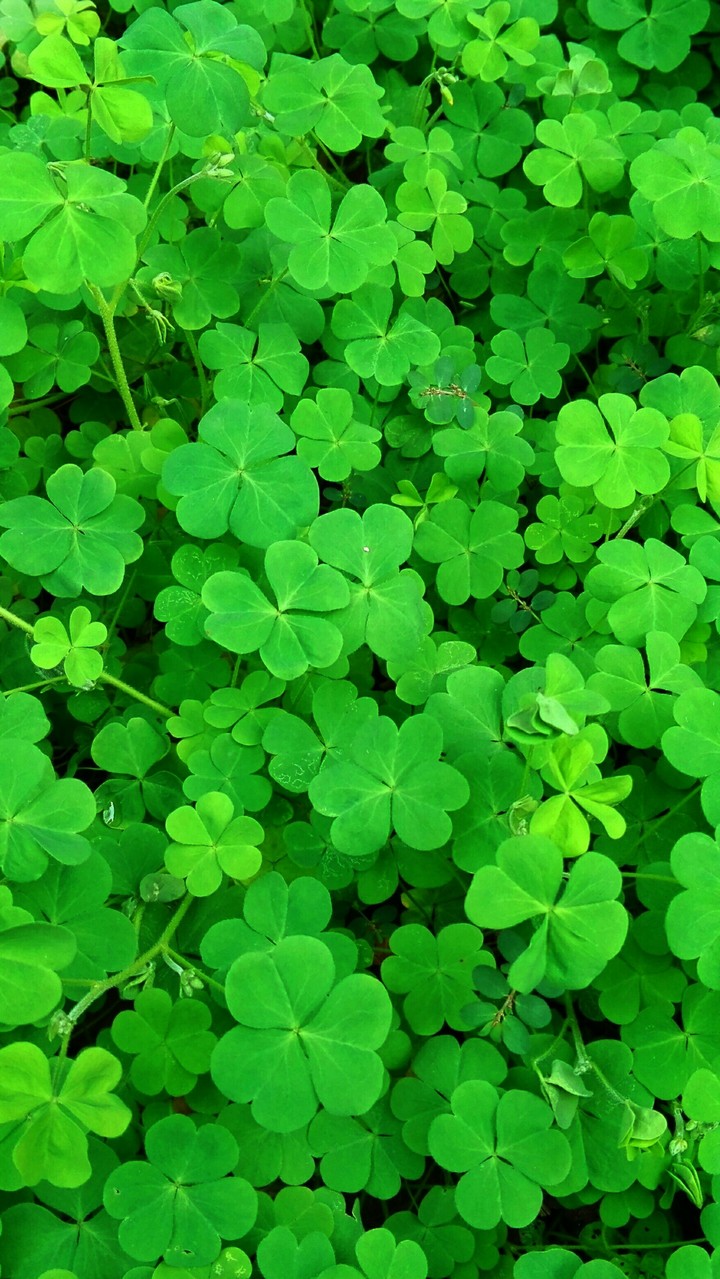 Green Wallpaper