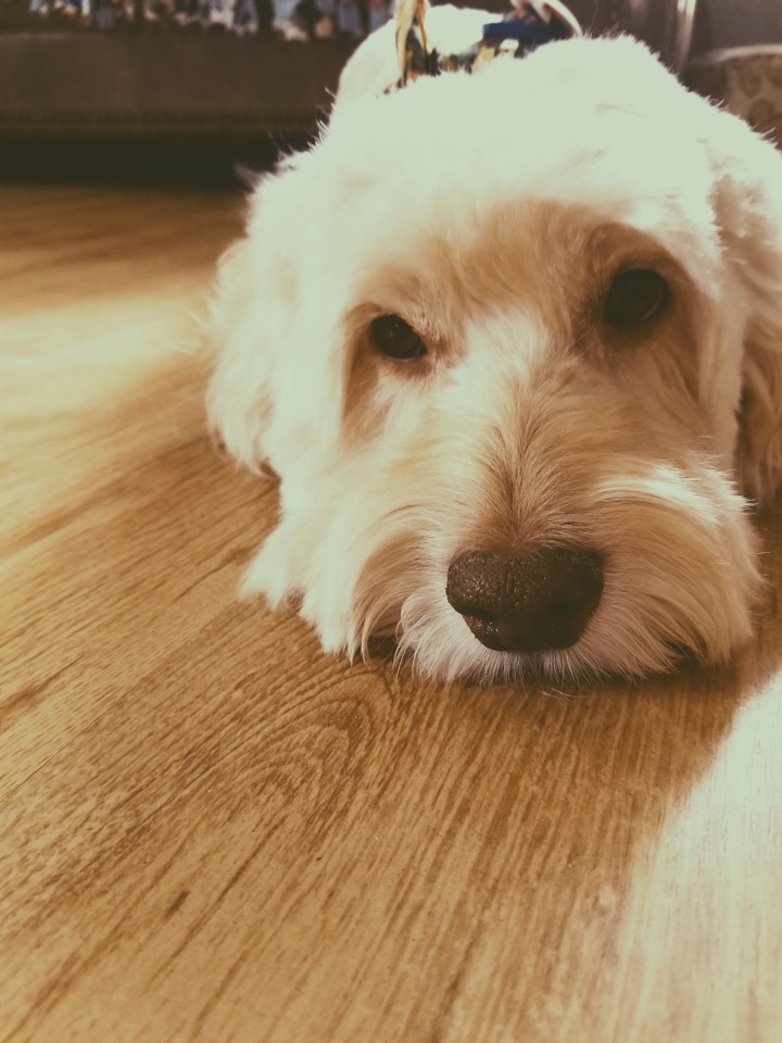 chico