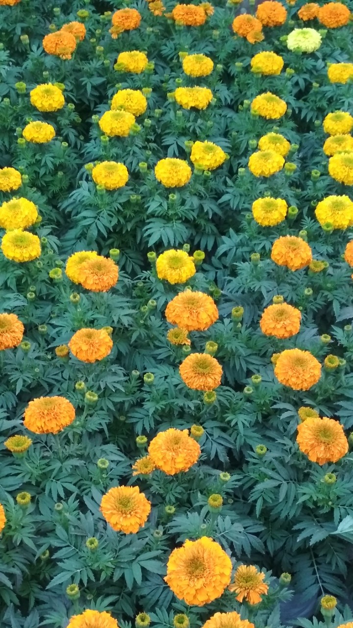 marigold