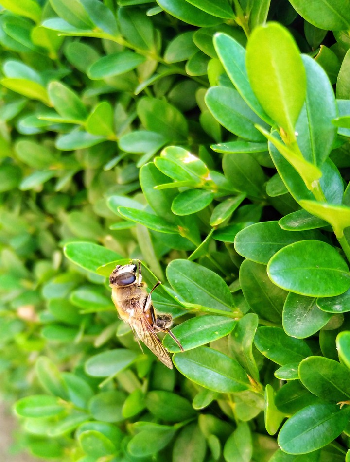 Insect