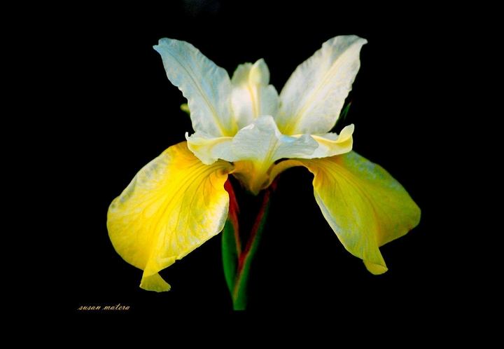 midnight blooming