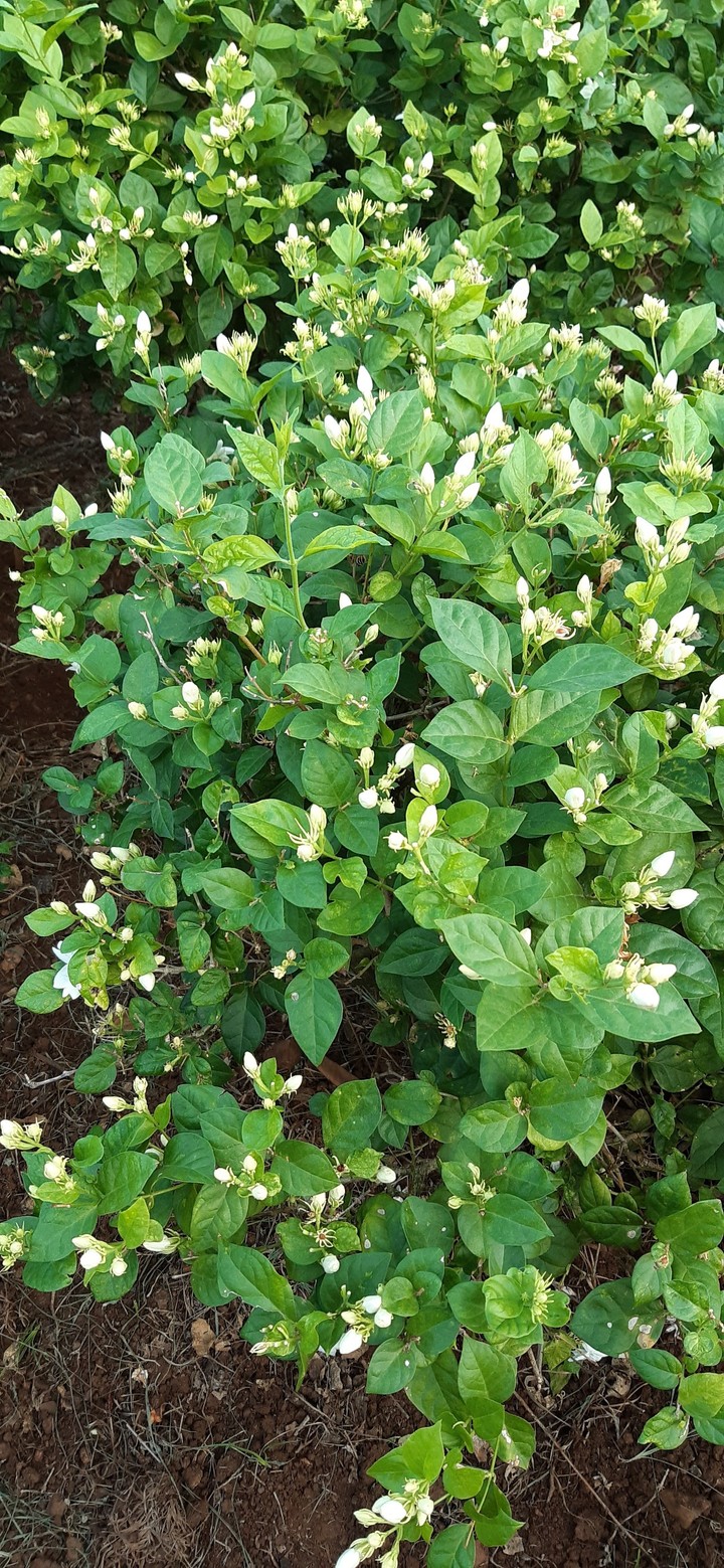 jasmine