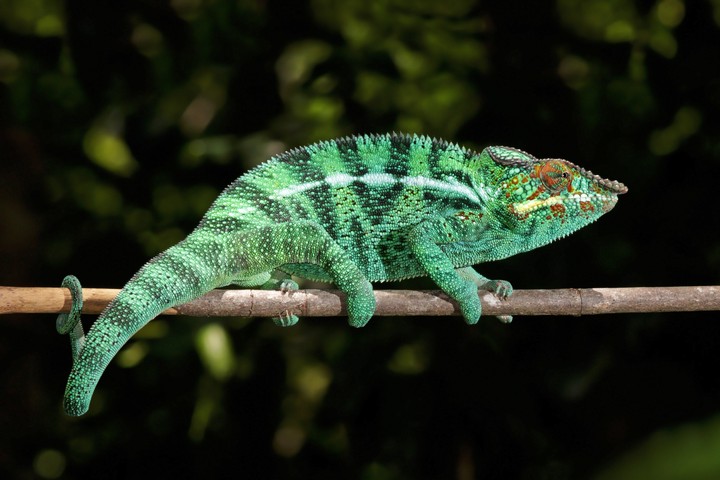 Camaleão pantera (Furcifer, pardalis)