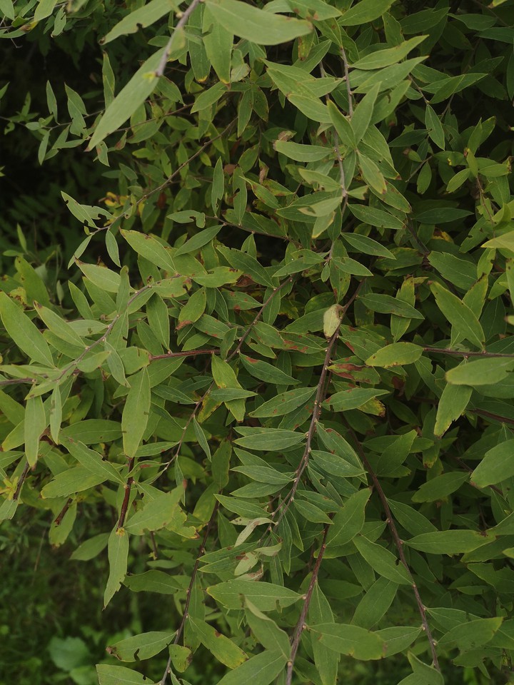 leaf