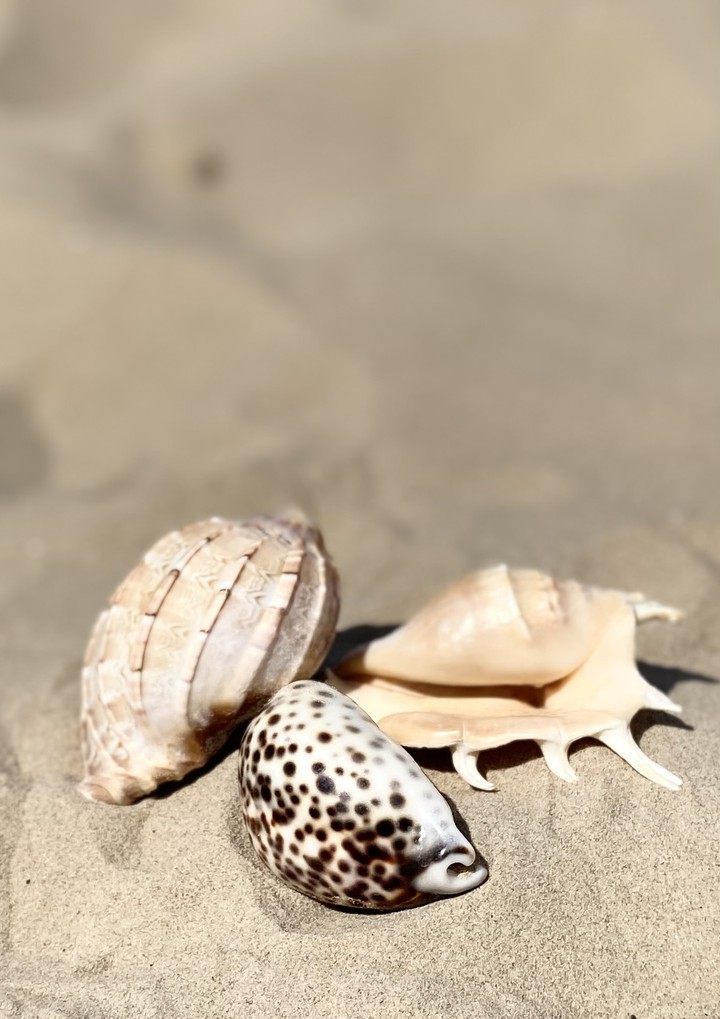seashells
