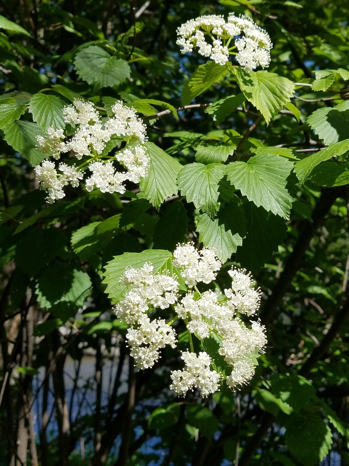 white flowers
