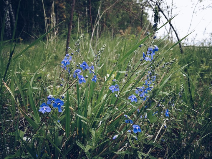 Blue flowers
