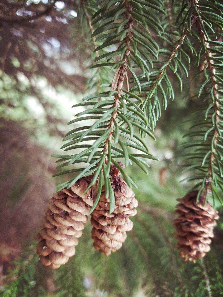 pine cones