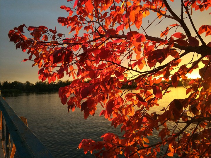 Red tree