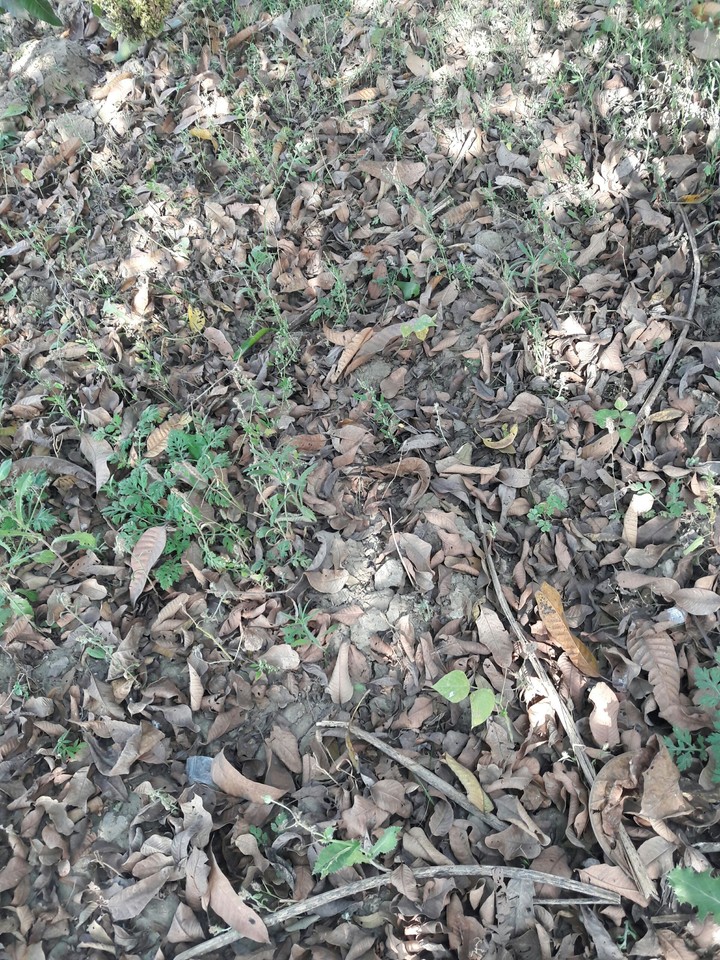 pics of trees