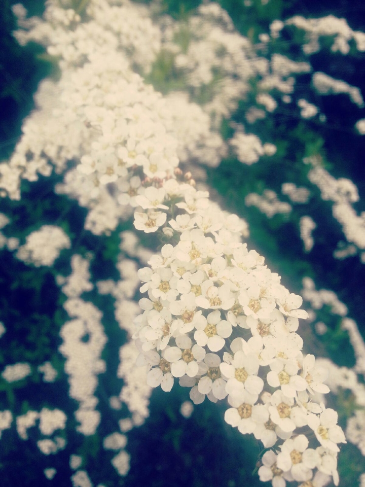 white flowers
