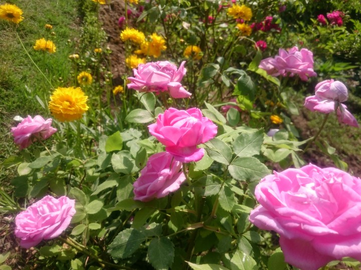 Flowers