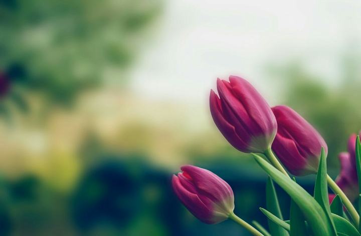 blur rose