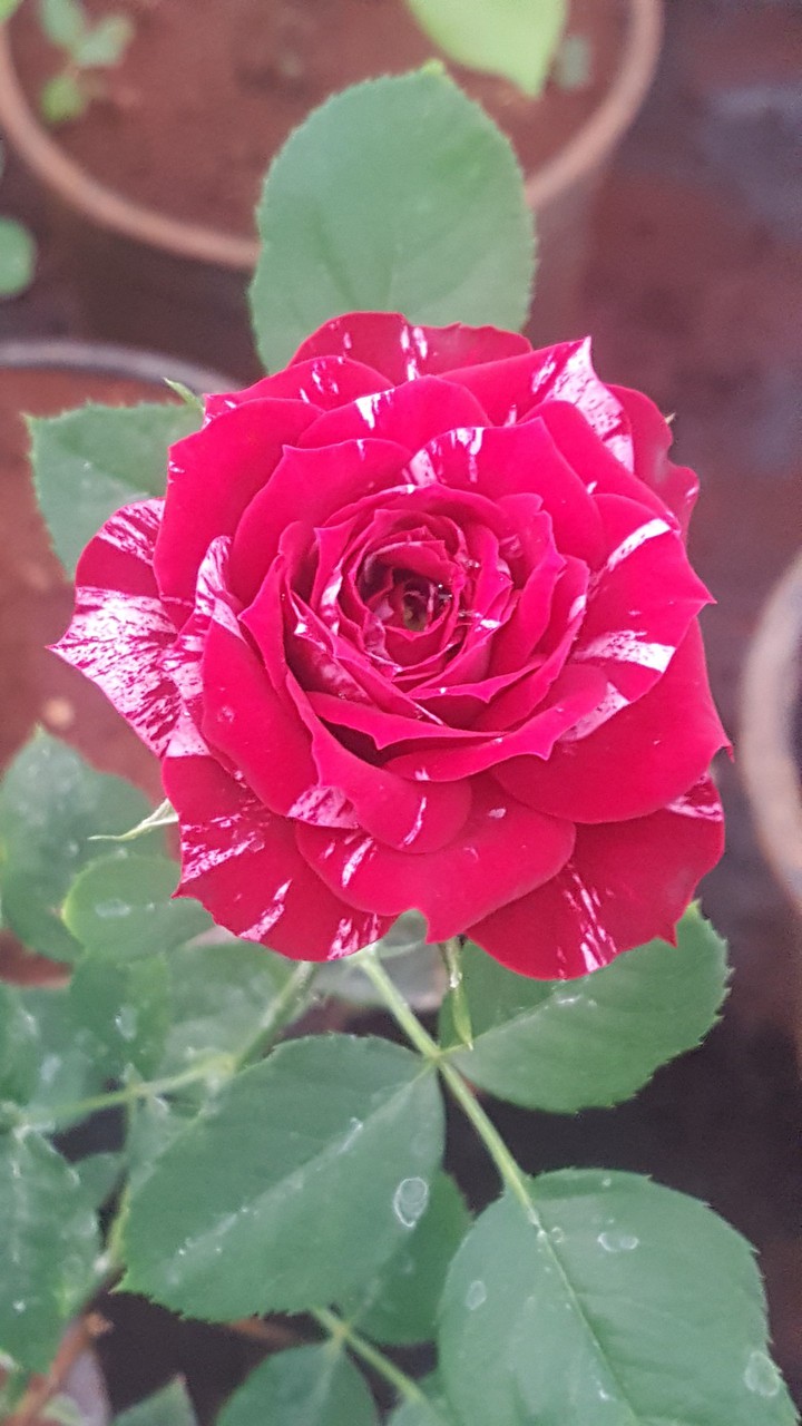 Red-pink ROSE