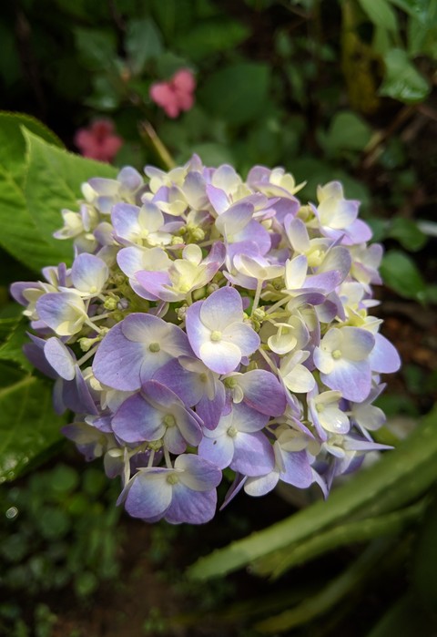 hydrangeas