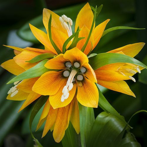 Yellow flower.