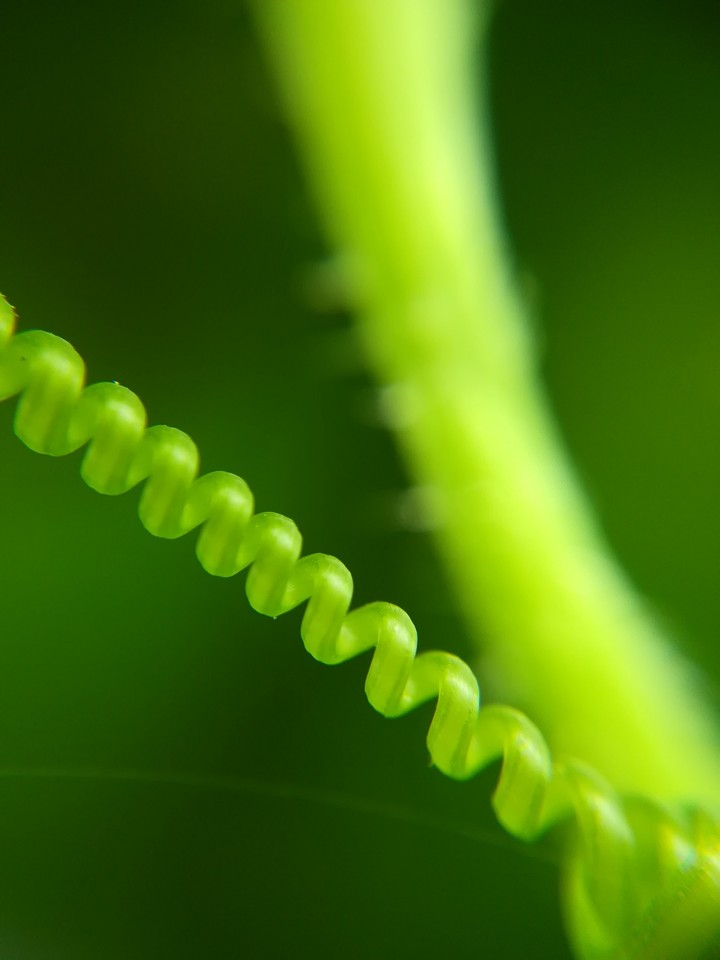Macro vigne